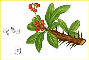   /  ( Euphorbia milii / splendens ) Flora de Filipinas 1880-1883 by Francisco Manuel Blanco 