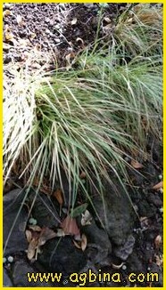 Carex foliosissima  ,  