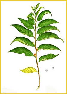   ( Casearia fuliginosa ) Flora de Filipinas 1880-1883 by Francisco Manuel Blanco  