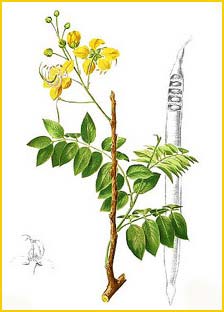   ( Cassia fistula ) Flora de Filipinas 1880-1883 by Francisco Manuel Blanco  