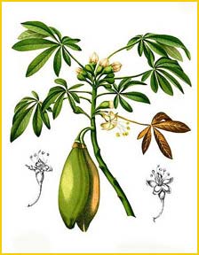   ( Ceiba pentandra ) Flora de Filipinas 1880-1883 by Francisco Manuel Blanco  