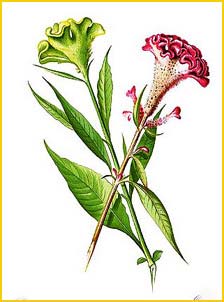   ( elosia cristata ) Flora de Filipinas 1880-1883 by Francisco Manuel Blanco  