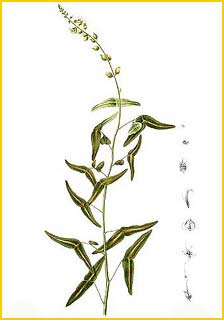   ( Christia vespertilionis ) Flora de Filipinas 1880-1883 by Francisco Manuel Blanco  