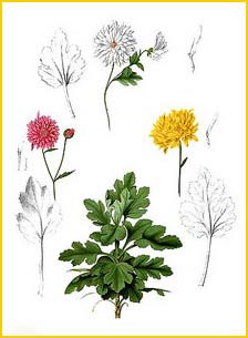   ( Chrysanthemum morifolium ) Flora de Filipinas 1880-1883 by Francisco Manuel Blanco