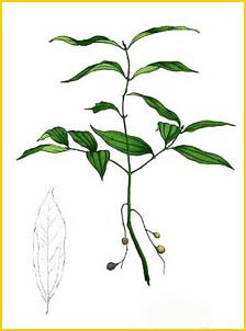   ( Cinnamomum burmanni ) Flora de Filipinas 1880-1883 by Francisco Manuel Blanco  