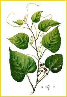   ( Cissus repens ) Flora de Filipinas 1880-1883 by Francisco Manuel Blanco