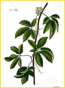   ( Cissus mutabilis ) Flora de Filipinas 1880-1883 by Francisco Manuel Blanco