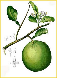   ( Citrus aurantium ) Flora de Filipinas 1880-1883 by Francisco Manuel Blanco  