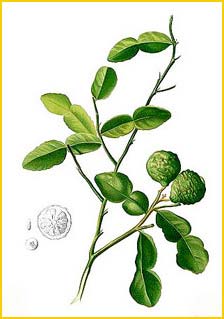   ( Citrus hystrix ) Flora de Filipinas 1880-1883 by Francisco Manuel Blanco