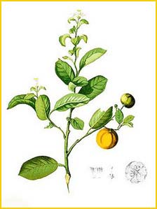   ( Citrus madurensis ) Flora de Filipinas 1880-1883 by Francisco Manuel Blanco