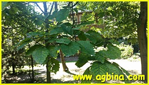 ,    Quercus muehlenbergii