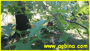 ,    Quercus palustris 