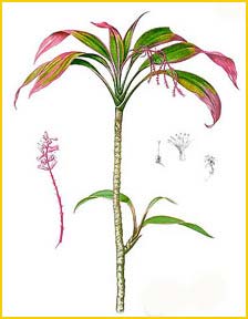   ( Cordyline fruticosa ) Flora de Filipinas 1880-1883 by Francisco Manuel Blanco  