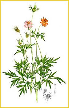   ( Cosmos caudatus ) Flora de Filipinas 1880-1883 by Francisco Manuel Blanco  