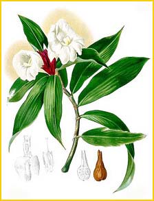   ( Costus speciosus ) Flora de Filipinas 1880-1883 by Francisco Manuel Blanco  