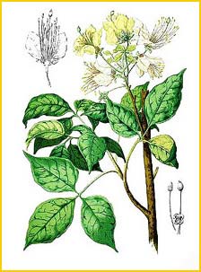   ( Crateva magna / religiosa ) Flora de Filipinas 1880-1883 by Francisco Manuel Blanco  