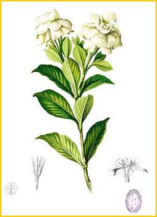   ( Gardenia jasminoides ) Flora de Filipinas 1880-1883 by Francisco Manuel Blanco  