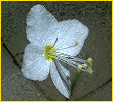   ( Gayophytum eriospermum ) 