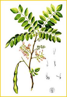   ( Gliricidia sepium ) Flora de Filipinas 1880-1883 by Francisco Manuel Blanco  