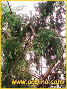   ( Juniperus cedrus )