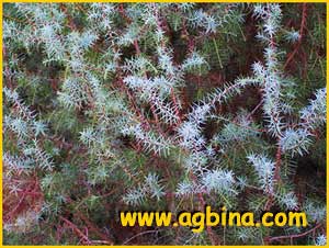     ( Juniperus oxycedrus )