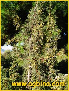   ( Juniperus phoenicea )