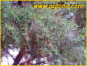    ( Juniperus thurifera )