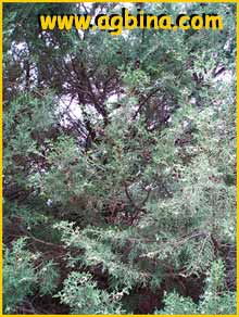     ( Juniperus turbinata ssp. canariensis )