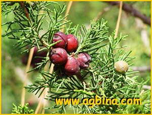   ( Juniperus turbinata ssp. canariensis )