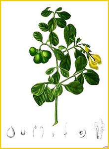   ( Gmelina villosa ) Flora de Filipinas 1880-1883 by Francisco Manuel Blanco  