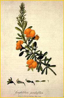   ( Gompholobium psoraleafolium )