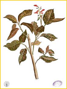   ( Graptophyllum pictum ) Flora de Filipinas 1880-1883 by Francisco Manuel Blanco  