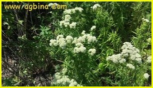 ,   pycnanthemum tenuifolium