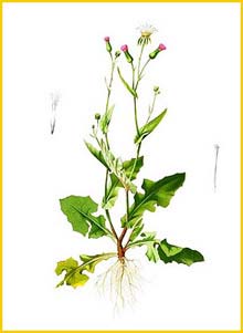  ( Emilia sonchifolia ) Flora de Filipinas 1880-1883 by Francisco Manuel Blanco  