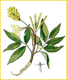   ( Engelhardtia spicata ) Flora de Filipinas 1880-1883 by Francisco Manuel Blanco  