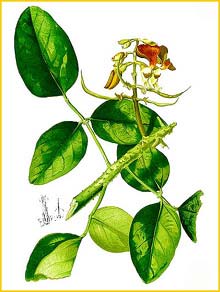   ( Erythrina glauca ) Flora de Filipinas 1880-1883 by Francisco Manuel Blanco  