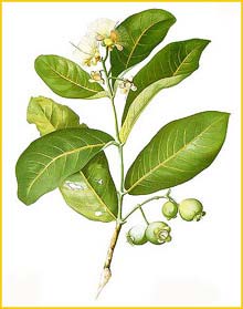 Eugenia sp. Flora de Filipinas 1880-1883 by Francisco Manuel Blanco  
