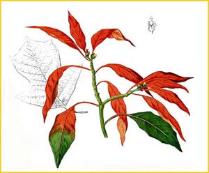   /  ( Euphorbia pulcherrima ) Flora de Filipinas 1880-1883 by Francisco Manuel Blanco  