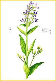 Экзакум четырехугольный ( Exacum tetragonum ) Flora de Filipinas 1880-1883 by Francisco Manuel Blanco  