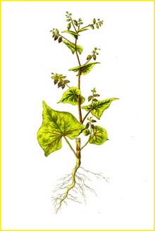   ( Fagopyrum tataricum / Polygonum tataricum ) Flora batava by Jan Kops Amsterdam, 1822