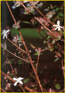    ( Feretia aeruginescens )