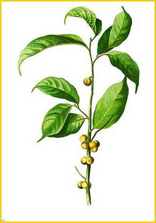   ( Ficus heteropleura ) Flora de Filipinas 1880-1883 by Francisco Manuel Blanco 