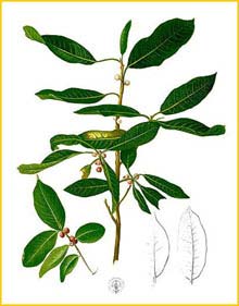   ( Ficus microcarpa ) Flora de Filipinas 1880-1883 by Francisco Manuel Blanco 