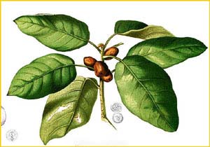   ( Ficus pumila ) Flora de Filipinas 1880-1883 by Francisco Manuel Blanco 