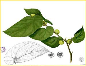   ( Ficus pungens ) Flora de Filipinas 1880-1883 by Francisco Manuel Blanco 