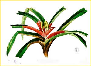    ( Freycinetia cumingiana ) Flora de Filipinas 1880-1883 by Francisco Manuel Blanco 