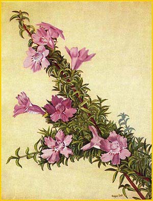 Hemiandra pungens  (   ) 'West Australian Wildflowers' (1935) Edgar Dell