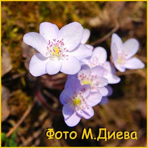   ( Hepatica nobilis ) -  