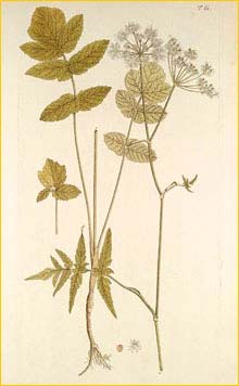   ( Heracleum austriacum ) Nikolaus Joseph Jacquin 1773 Flor&#230; Austriac&#230;