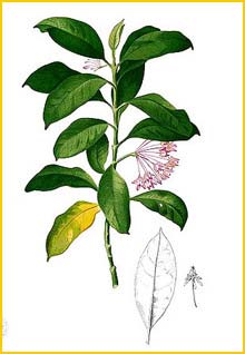   ( Hoya carnosa ) Flora de Filipinas 1880-1883 by Francisco Manuel Blanco     